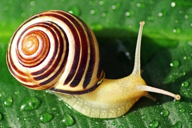 snail-shell